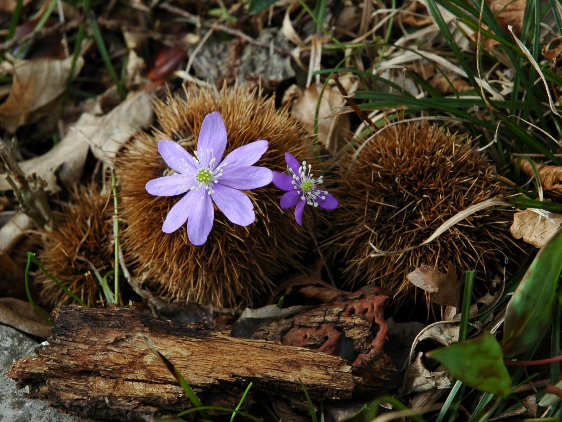 Hepatica nobilis